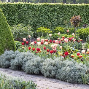 39179-Hornbeam-Carpinus-hedge-modern-country-cottage-garden-flowers-tulips-topiary-path