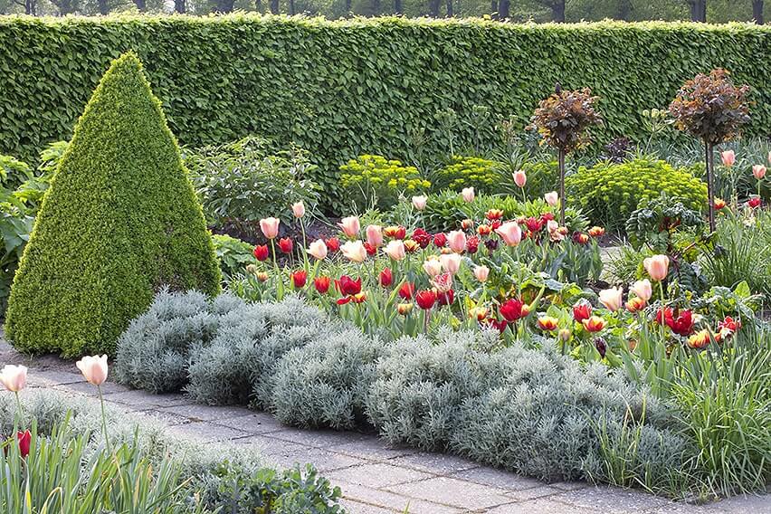 39179-Hornbeam-Carpinus-hedge-modern-country-cottage-garden-flowers-tulips-topiary-path