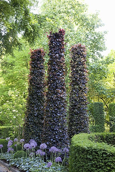 43790-Fagus-beech-purple-copper-hedge-sculpture-estate