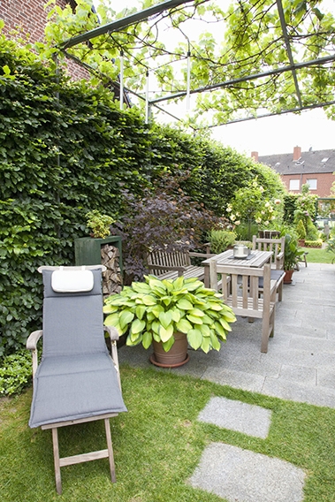 Fagus Beech used to create a serene backdrop for privacy in a city lot