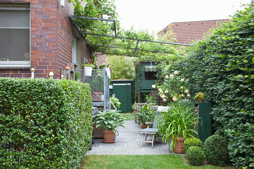 43924-Fagus-hedge-screen-beech-urban-patio-dining-courtyard-privacy