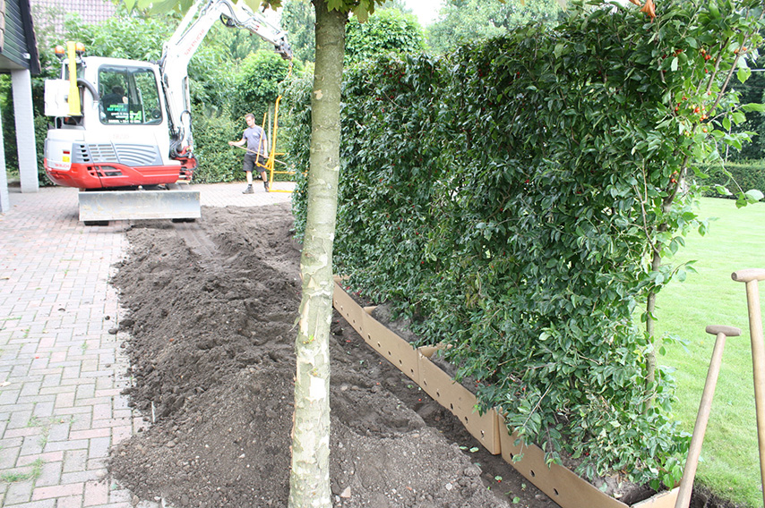 Planting Cornus mas cornelian cherry InstantHedge after digging the trench