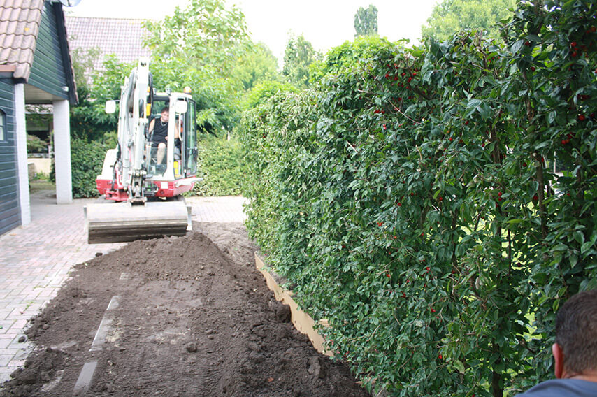 Planting Cornus mas Cornelian InstantHedge cherry filling 