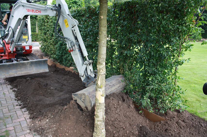 Digging trench to plant Cornelian mas Cornelian cherry to have an abundant supply of beautiful cherries