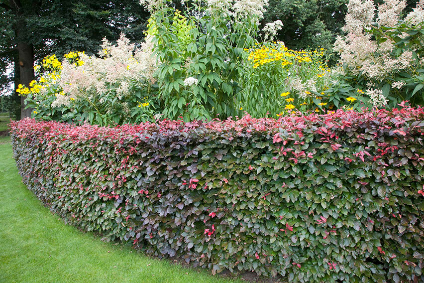 Hecke aus Blutbuche, Fagus sylvatica Purpurea