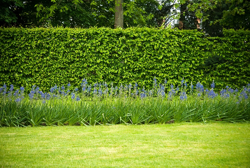 Fagus Sylvatica can make residential yard more inviting and also private