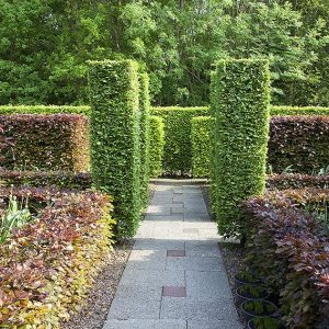 55818-fagus-beech-green-purple-copper-hedge-path-formal-modern-estate-garden-varied-heights-design-landscape