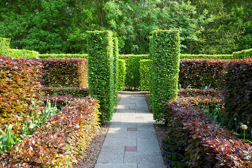 55818-fagus-beech-green-purple-copper-hedge-path-formal-modern-estate-garden-varied-heights-design-landscape