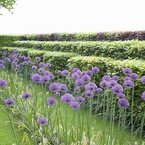 55825-fagus-beech-hedge-privacy-layers-green-purple-copper-mixed-allium-flower-simple-modern-contemporary garden-landscape