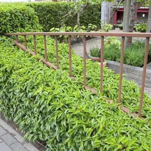 56529-prunus-lusitanica-portuguese-laurel-hedge-urban-suburban-varied-height-sculpture-contemporary-modern-path