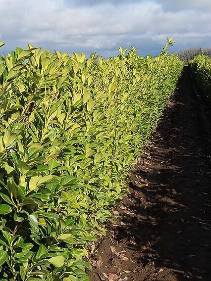 568595-Prunus-laurocerasus-english-cherry-laurel-hedge-field-row-nursery-winter-InstantHedge