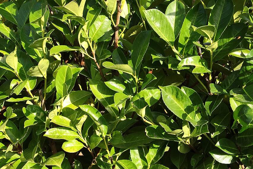 568597-Prunus-laurocerasus-English-cherry-laurel-hedge-foliage-closeup-privacy-fast-growing-InstantHedge