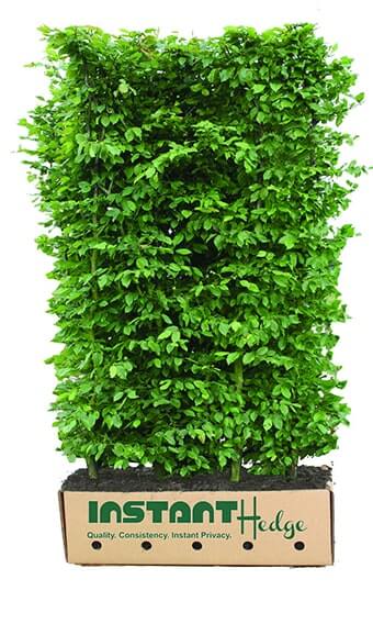 Carpinus hornbeam hedge with 5-6 foot, ready to ship in biodegradable carboard boxes
