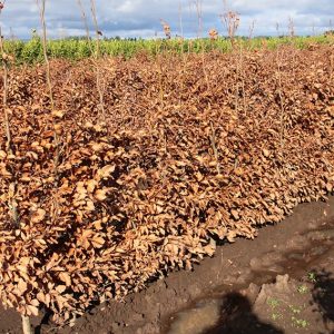 Winter row of Fagus Sylvatica hedges