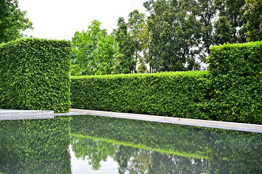 620778515-fagus-beech-privacy-hedge-modern-contemporary-design-estate-garden-pond-pool-water