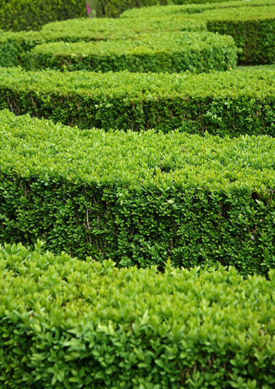 674739961-Buxus-Green-Mountain-layers-border