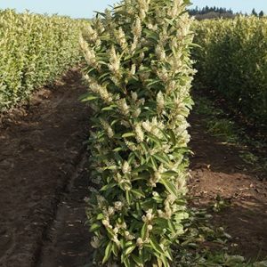 Schip Cherry Laurel (Prunus laurocersasus 'Schipkaensis') Hedges