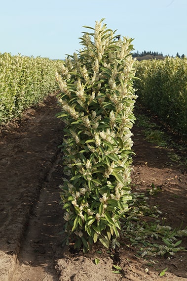 6757-prunus-schipkaensis-schip-skip-laurel-hedge-container-easy-to-move-ship