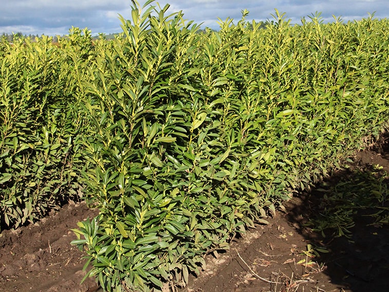 6761-Prunus-Schipkaensis-flowering-skip-laurel-plants-for-hedges