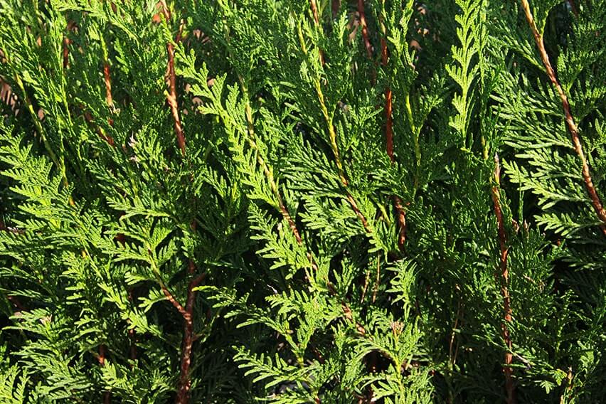 Western Red Cedar’s foliage