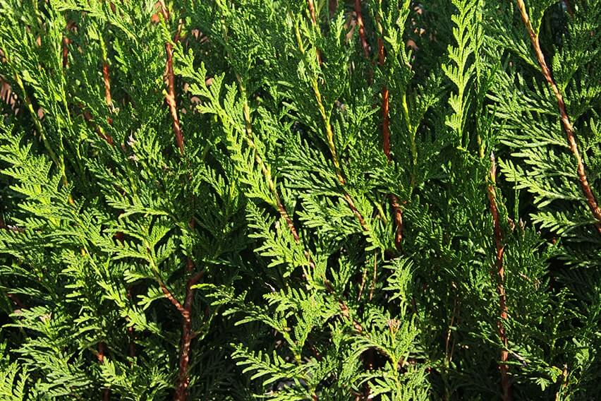 Western Red Cedar Hedges For Instant Privacy InstantHedge