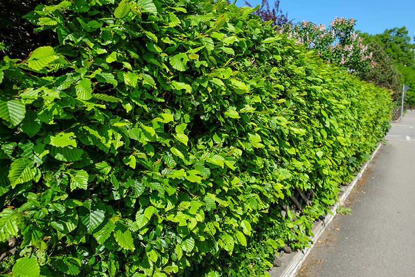 European Beech for creating effective screens and sound barriers along a busy road
