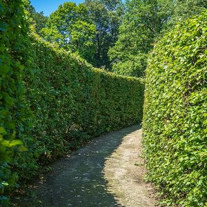 724507186-Fagus-beech-tall-privacy-hedge-path-suburban-country-driveway