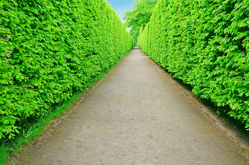 Impressive entryway created with the help of European Beech, by lining the driveway