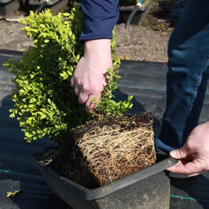 Green-Mountain-Boxwood-root-development