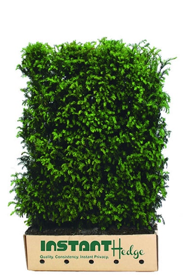 Taxus-media-Hicksii-medium-hedge-unit-in-cardboard-box-for-shipment