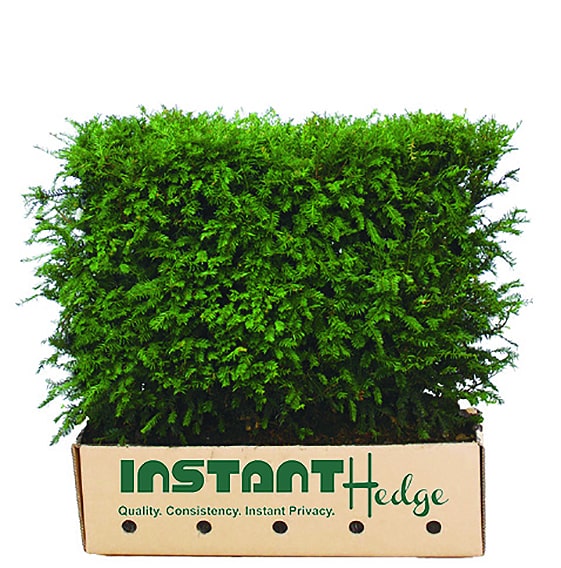 Taxus x media hicksii cardboard biodegradable container:3-feet