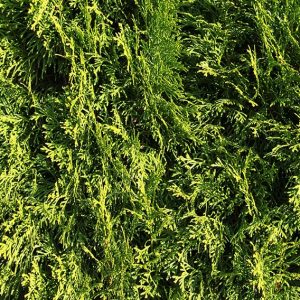 Thuja occidentalis Smaragd Emerald Green foliage texture dark green color