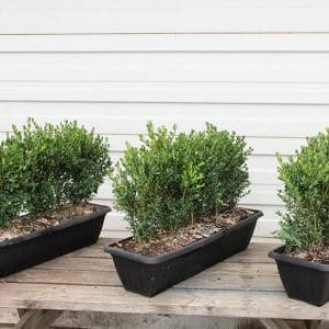 Green Mountain Boxwood Buxus x Green Mountain Boxwood Hedge