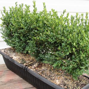 Buxus-Green-Mountain-boxwood-hedge-single-unit-instanthedge