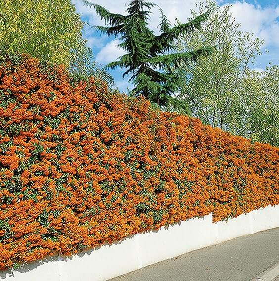 N0300011_140-Pyracantha-driveway-estate-street