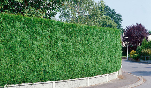 Fast growing hedges