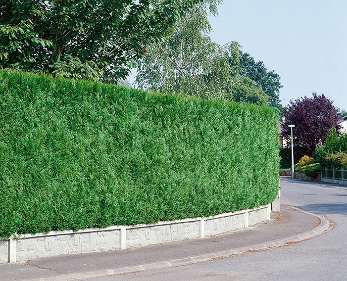 Arborvitae Size Chart