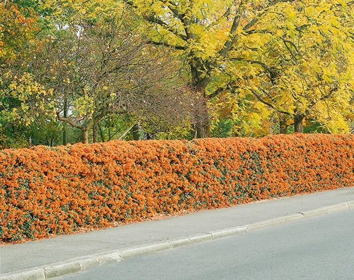 N0300150_140-Pyracantha-driveway-estate-street