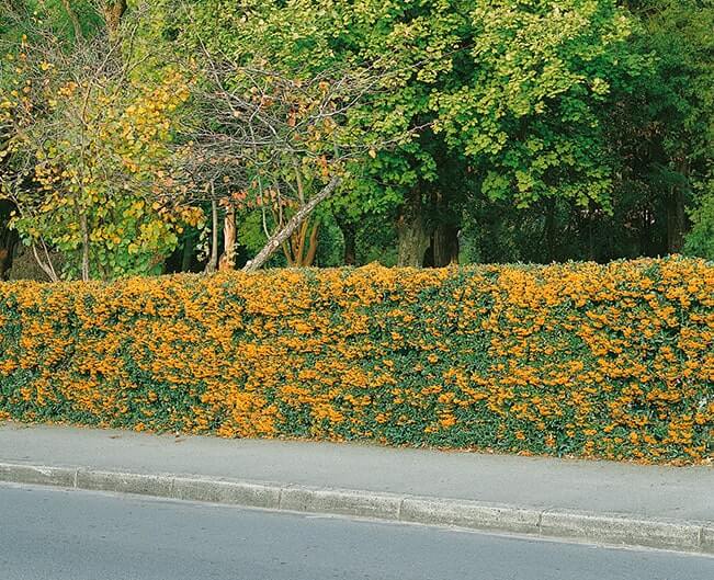 N0300151_140-Pyracantha-driveway-estate-street