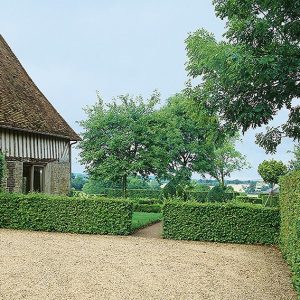 N0300163_140-Carpinus-hornbeam-hedge-courtyard-driveway-residential-parking-area-cottage-b&b