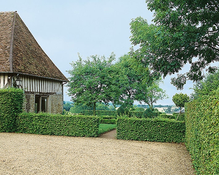 N0300163_140-Carpinus-hornbeam-hedge-courtyard-driveway-residential-parking-area-cottage-b&b