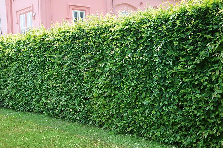 Carpinus Betulus Fastigiata Hedge Spacing