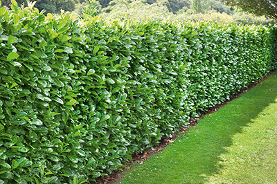 Fast Growing Hedges For Privacy Instanthedge Blog