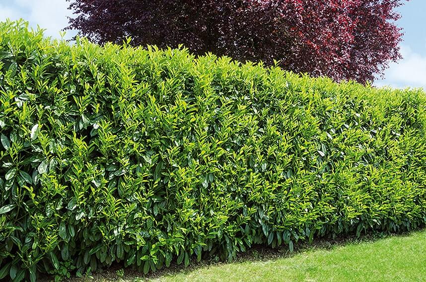 00861019-Prunus-lusitanica-portuguese-laurel-hedge-wall