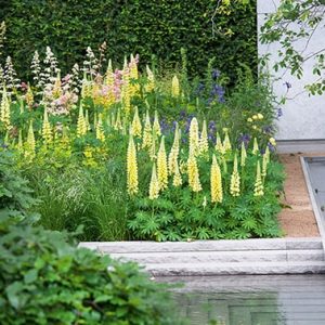 N0917873_140-Taxus-garden-courtyard