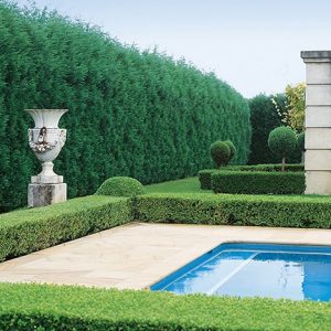 N1000401_140-Buxus-Thuja-occidentalis-formal-pool-estate