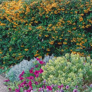 N1001984_140-Pyracantha-cottage-country