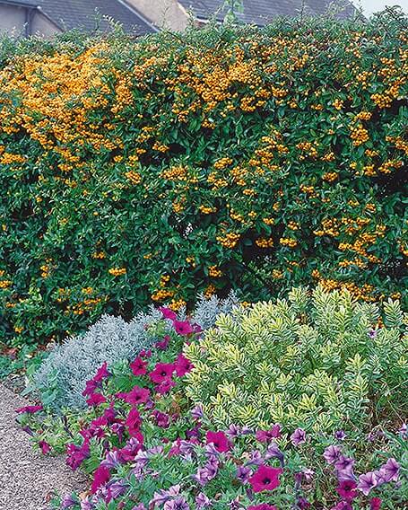 N1001984_140-Pyracantha-cottage-country