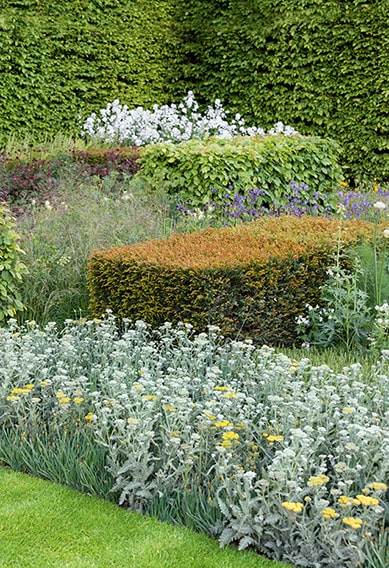 N1005443_140-Taxus-Fagus-yew-beech-hedge-modern-layered-suburban-urban-garden