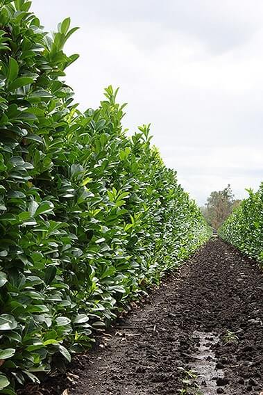 Prunus-laurocerasus-English-Cherry-laurel-hedge-row-field-nursery-InstantHedge